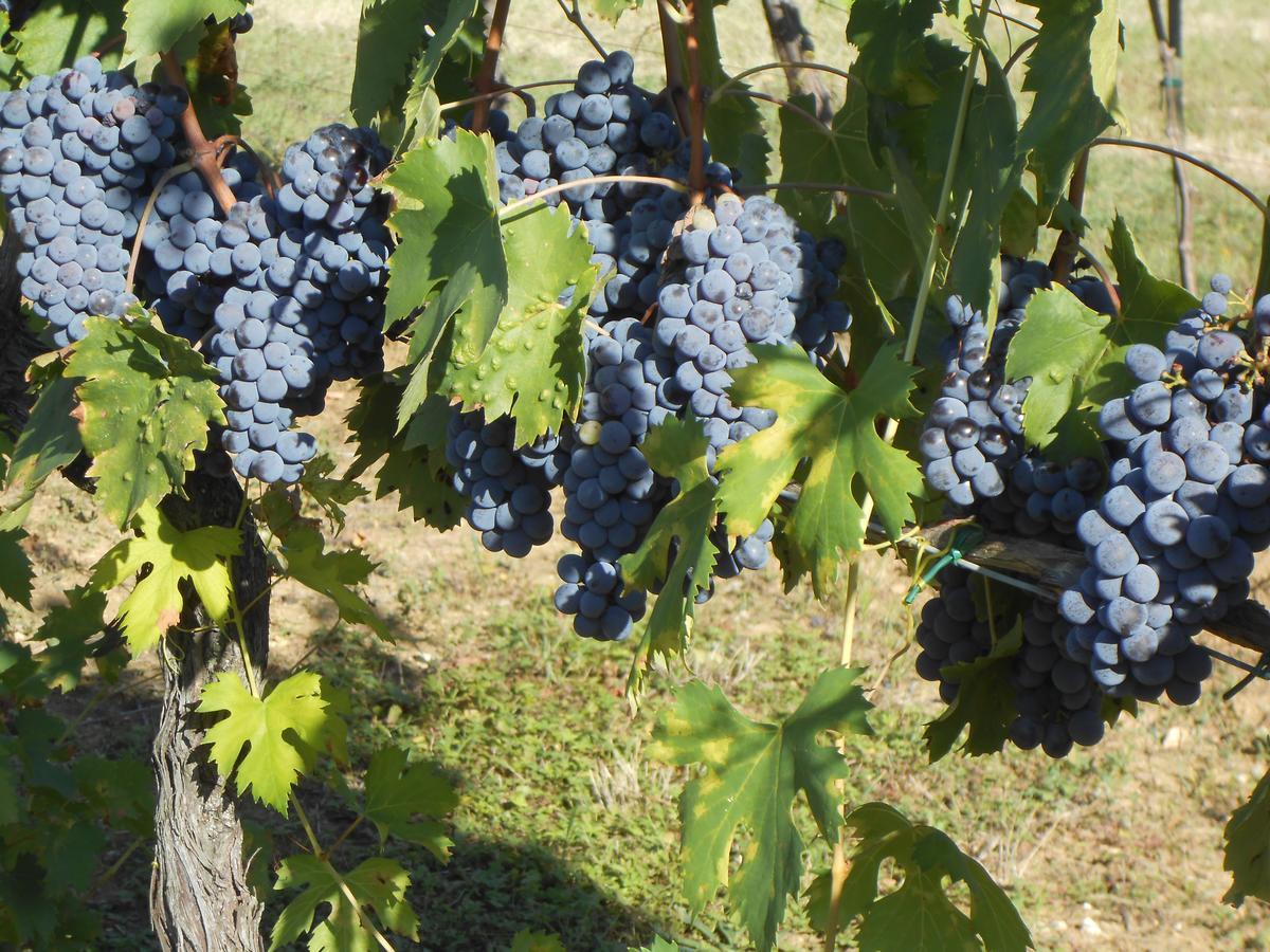 Agriturismo Circugnano Grassina Esterno foto