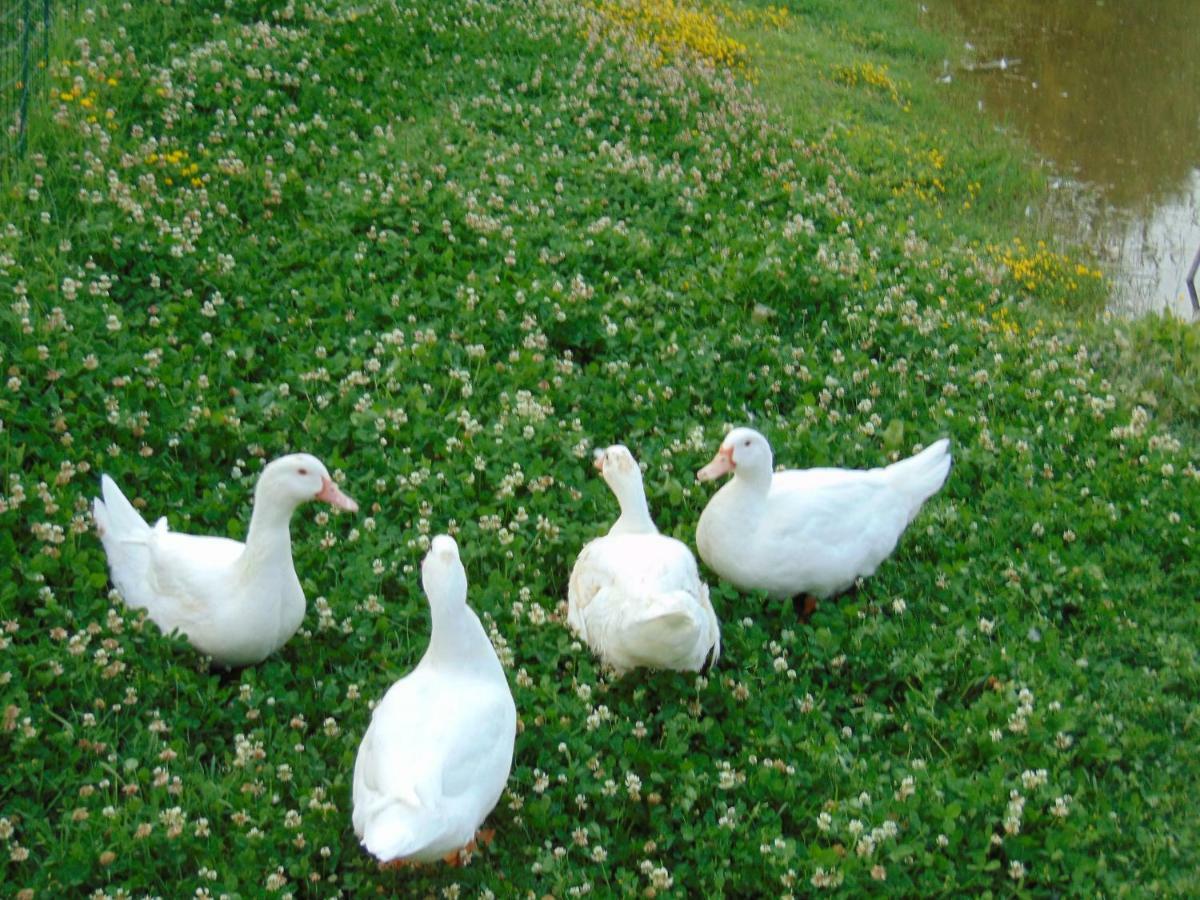 Agriturismo Circugnano Grassina Esterno foto